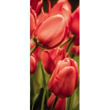 SF - D - 057 Červený tulipán